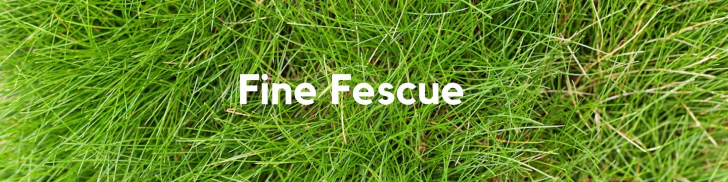 Fine Fescue Header