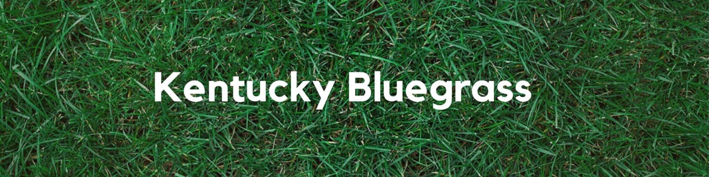 Kentucky Bluegrass Header