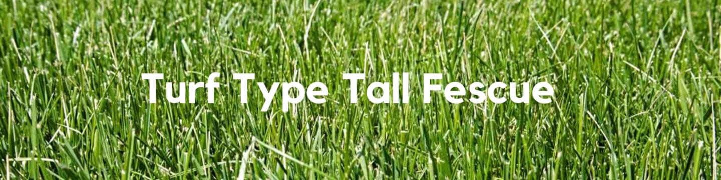 Turf Type Tall Fescue Header